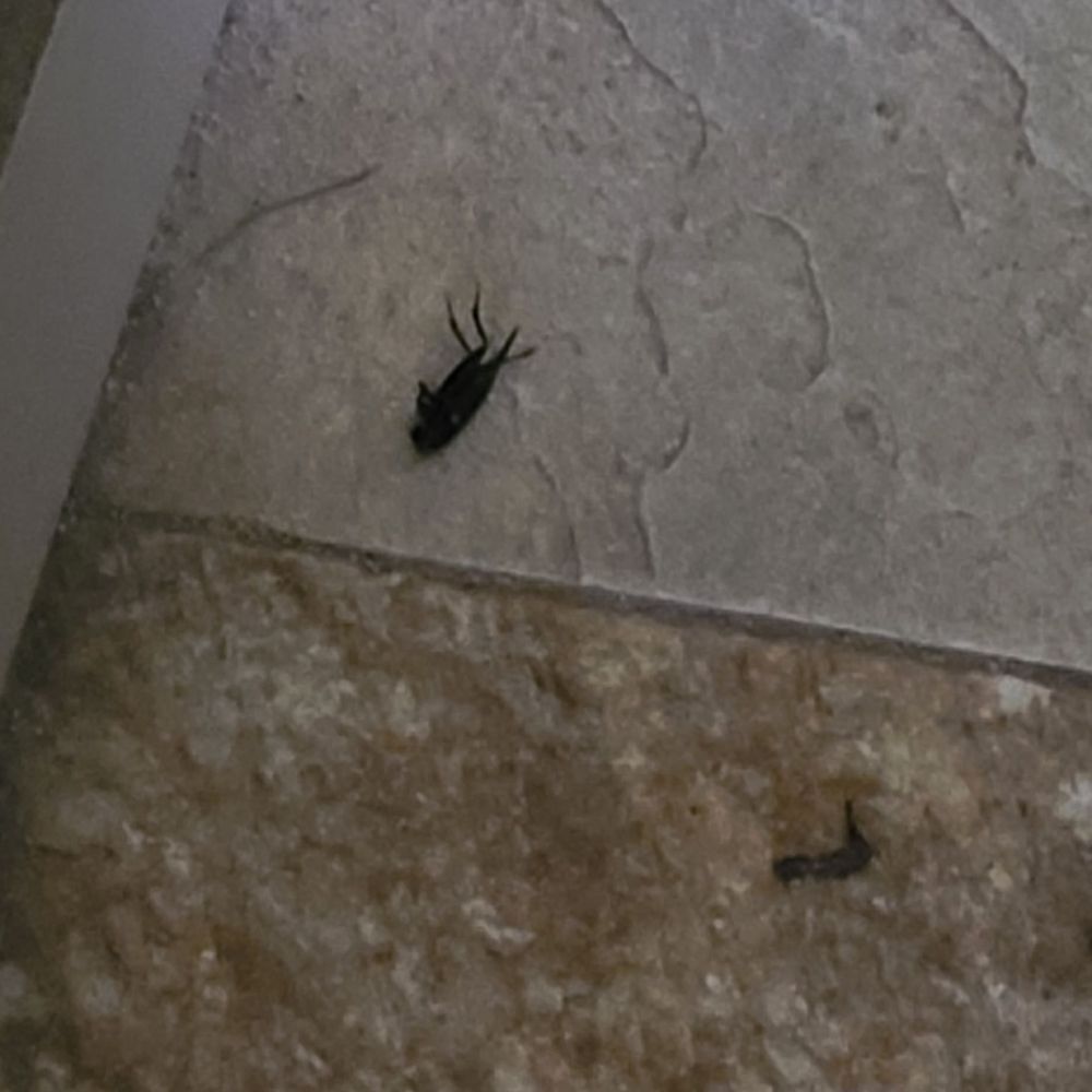 Kahana Sunset - Dead cockroach we walked past everyday in common area walkway to our unit. - Hotels Near Me - Lahaina, Hawaii Kahana Sunset - Dead cockroach we walked past everyday in common area walkway to our unit. - Hotels Near Me - Lahaina, Hawaii