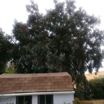 Urban Tree Care - Before photo with several branches in my neigbor's yard - Tree Services Near Me Urban Tree Care - Before photo with several branches in my neigbor's yard - Tree Services Near Me