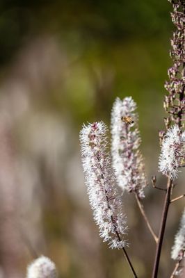 Coastal Maine Botanical Gardens by null