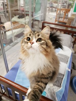 The Cat's Meow by null