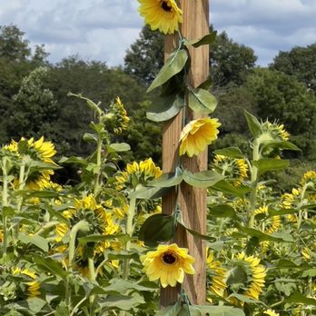 Darnell Farms - Field of sunflowers at Darnell Farms - Fruits & Veggies Near Me - Bryson City, North Carolina Darnell Farms - Field of sunflowers at Darnell Farms - Fruits & Veggies Near Me - Bryson City, North Carolina