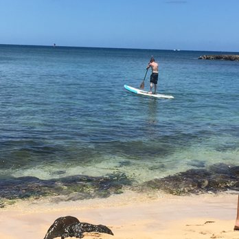 Hawaii Turtle Tours - Tours Near Me - Honolulu, Hawaii