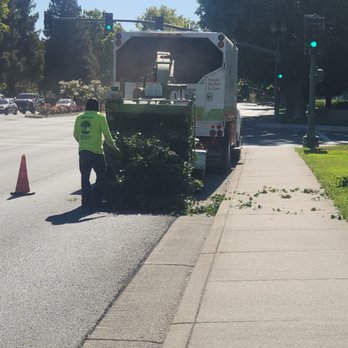 Bridgewood Tree Care - Chipping - Tree Services Near Me - Stockton, California Bridgewood Tree Care - Chipping - Tree Services Near Me - Stockton, California
