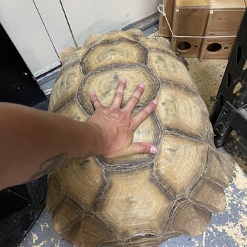 Abe's Pet Place - Sulcata Tortoise - Reptile Shops Near Me - San Bernardino, California