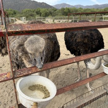 Ostrichland USA - Attraction Farms Near Me - Solvang, California Ostrichland USA - Attraction Farms Near Me - Solvang, California