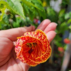 user provided Leonardi's Nursery Landscaping & Irrigation photo