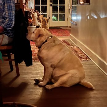 Tokeland Hotel - Gus the resident doggy! - Hotels Near Me - Tokeland, Washington Tokeland Hotel - Gus the resident doggy! - Hotels Near Me - Tokeland, Washington