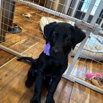 Blackwoods Labradors - Greta - Pet Breeders Near Me - Otisville, Michigan