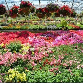 Phelps Nursery PGH, North - Just beauiful - Home & Garden Near Me - Cranberry Township, Pennsylvania Phelps Nursery PGH, North - Just beauiful - Home & Garden Near Me - Cranberry Township, Pennsylvania