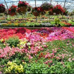 Phelps Nursery PGH, North - Just beauiful
