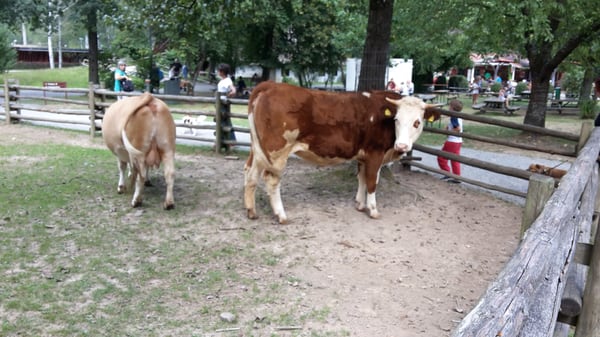 Black Forest Open Air Museum by null
