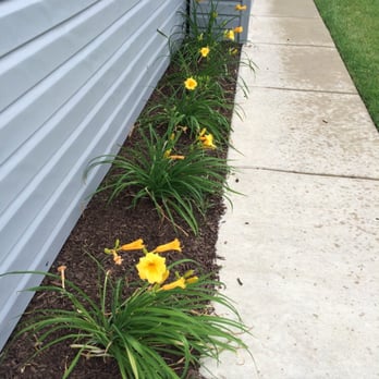 Genualdi Landscaping - a row of daffodils - Snow Removal Near Me - Itasca, Illinois