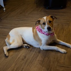 Sundial Gift Shoppe - Our best friends!!  We have bandanas and hand baked treats for our pups.