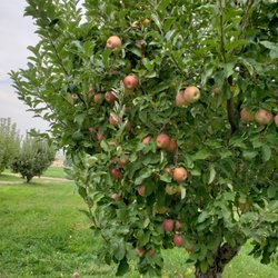 Williams Fruit Ranch