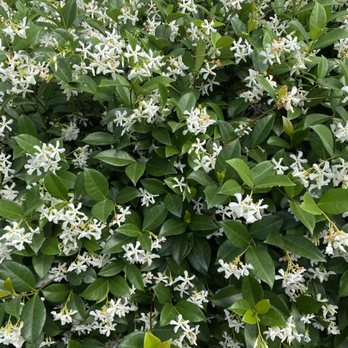 Bobbi's Gardens - a bush of white flowers - Gardeners Near Me Bobbi's Gardens - a bush of white flowers - Gardeners Near Me