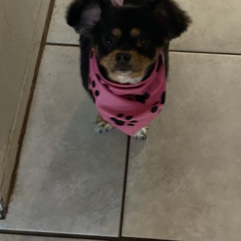 Bimbo’s Pet Grooming - Pet Groomers Near Me Bimbo’s Pet Grooming - Pet Groomers Near Me