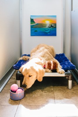 DOG BOARDING - All new clients MUST book an appointment to complete a Meet & Greet assessment prior to admission for boarding/daycare services. Splash’s Scheduling System gives you a one-stop shop to schedule!
Getting started is easy! Click on the Book Now button to access Splash’s Scheduling System, then select the day and available time slot you would like to schedule. And that’s it! You’ll receive a confirmation email and we’ll send you a reminder a day before your appointment. See you then!
IT ALL STARTS WITH LOVE
BEST DOGS WITH BEST PEOPLE
Here at Splash, we take pride in offering a safe, clean, comfortable environment for overnight guests. Our boarding dogs enjoy luxurious bedding on specially designed Kuranda beds that provide the ultimate in comfortable sleeping.
We feed your pup according to your wishes and can accommodate any diet necessary to keep him or her healthy and happy during their stay at Splash. DOG BOARDING - All new clients MUST book an appointment to complete a Meet & Greet assessment prior to admission for boarding/daycare services. Splash’s Scheduling System gives you a one-stop shop to schedule!
Getting started is easy! Click on the Book Now button to access Splash’s Scheduling System, then select the day and available time slot you would like to schedule. And that’s it! You’ll receive a confirmation email and we’ll send you a reminder a day before your appointment. See you then!
IT ALL STARTS WITH LOVE
BEST DOGS WITH BEST PEOPLE
Here at Splash, we take pride in offering a safe, clean, comfortable environment for overnight guests. Our boarding dogs enjoy luxurious bedding on specially designed Kuranda beds that provide the ultimate in comfortable sleeping.
We feed your pup according to your wishes and can accommodate any diet necessary to keep him or her healthy and happy during their stay at Splash.