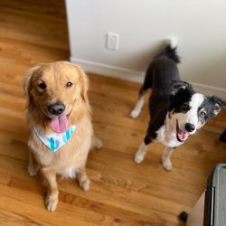 CityPaws Grooming