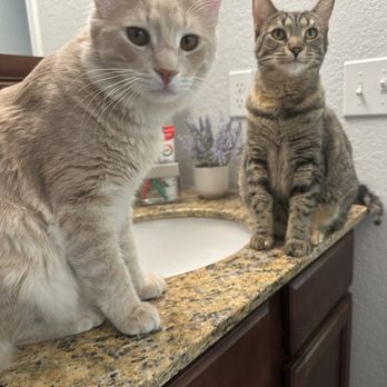Pace Veterinary Clinic - Frankie and Karma supervising my bathroom visit - Veterinarians Near Me - Pace, Florida