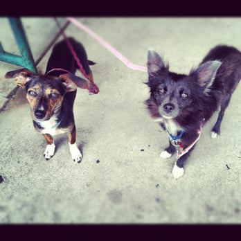 Zen Dog Training - Pet Training Near Me - Brooklyn, New York