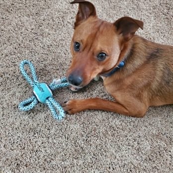 Jentle Janas Pet Sitting Service - My client Henk - Pet Sitting Near Me Jentle Janas Pet Sitting Service - My client Henk - Pet Sitting Near Me