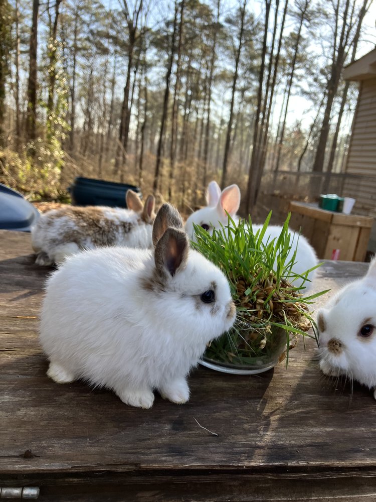 Mohamed Fayed - Bunny Farm