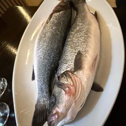 IL Villaggio Authentic - Bronzino