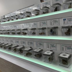 Mint Cannabis