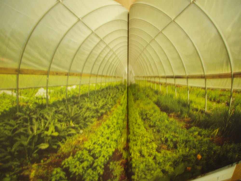 PURPLE FROG GARDENS Updated October 2024 170 Blanchard Lake Dr