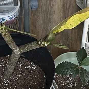 Nysa Botanica - before repotting plumeria - Flowers & Gifts Near Me - Los Angeles, California Nysa Botanica - before repotting plumeria - Flowers & Gifts Near Me - Los Angeles, California
