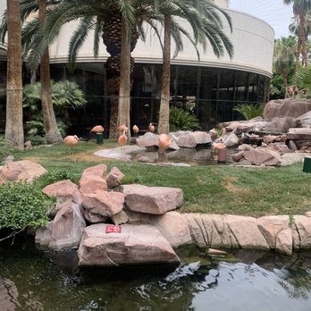 Flamingo Las Vegas - nice flamingo gardens. - Hotels Near Me - Las Vegas, Nevada Flamingo Las Vegas - nice flamingo gardens. - Hotels Near Me - Las Vegas, Nevada