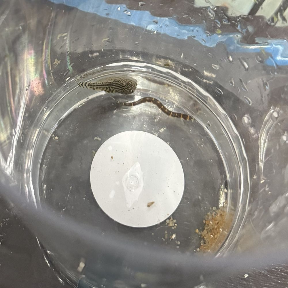 Champions Tropical Fish Room - Hillstream loach & kuhli loach - Pet Stores Near Me - Arlington, Texas