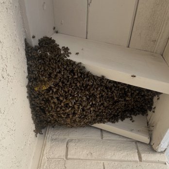 All 818 Bee Rescue - Honeybees Hive - Pest Control Near Me - Granadahills, California