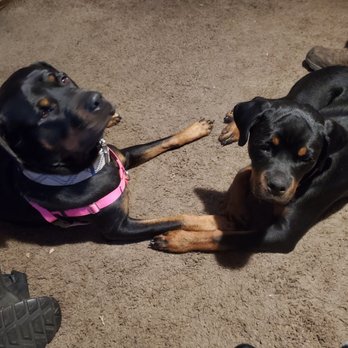 Mutts of Merit - Happy babies - Pet Training Near Me Mutts of Merit - Happy babies - Pet Training Near Me
