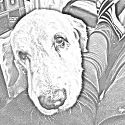 Jackie Keish, LMFT LPC - Bailey, my Golden Retriever, loves to come to work everyday. She would love to meet and greet you.