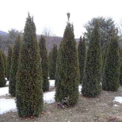 Andes Nursery - Arborvitae trees our specialty