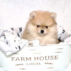 Wynter Wonderland Pomeranians - Echo