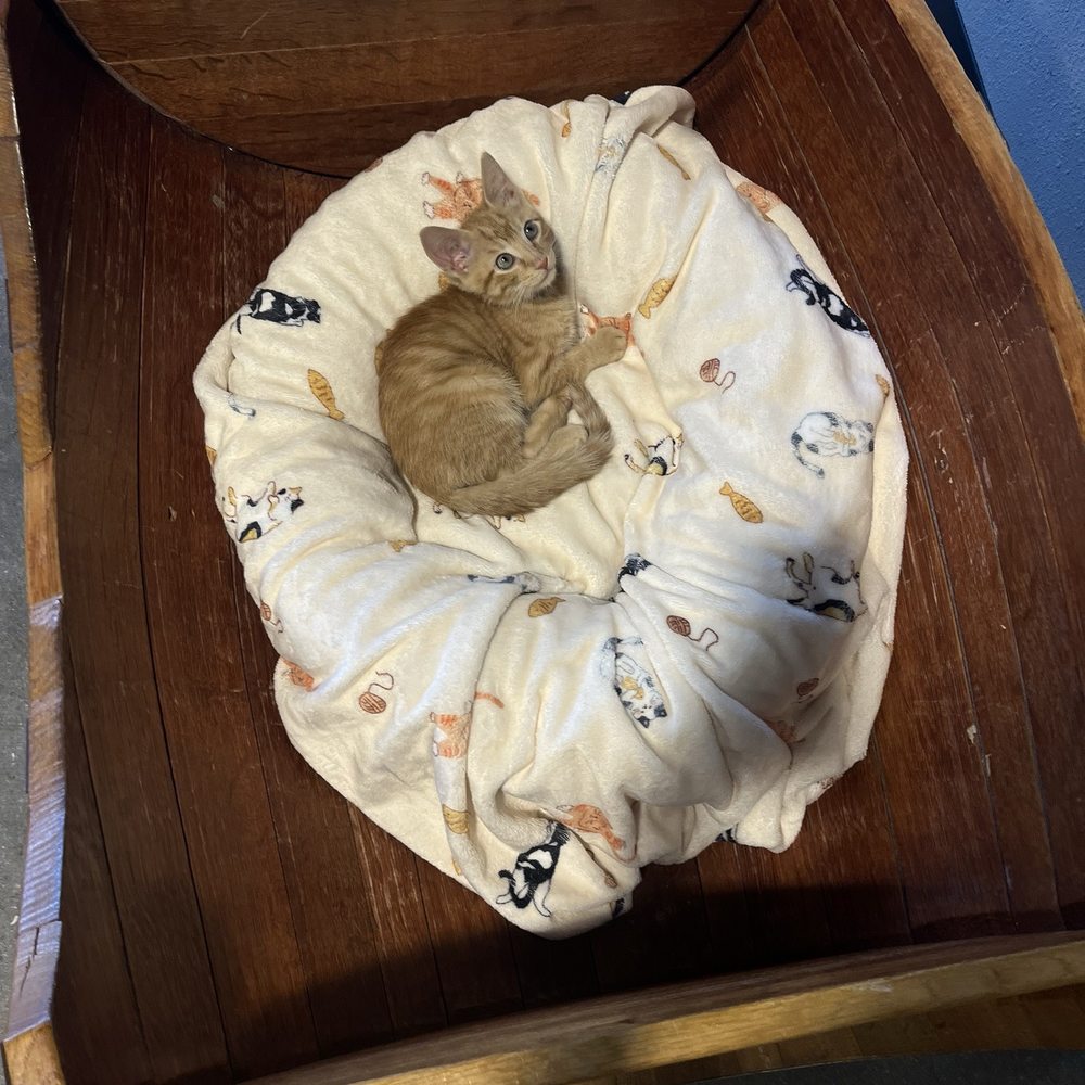 Orlando Cat Cafe - Animal Shelters Near Me - Clermont, Florida