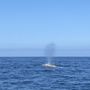 Photo of Whale's Tail Charters