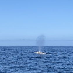 Whale's Tail Charters