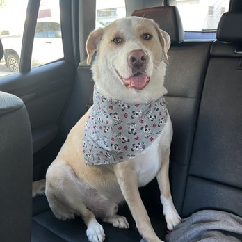 A Pups Dream Dog Grooming - Charlie after his groom - Pet Groomers Near Me - Long Beach, California