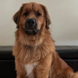 On My Way Pet Care - Bernse at his finest.