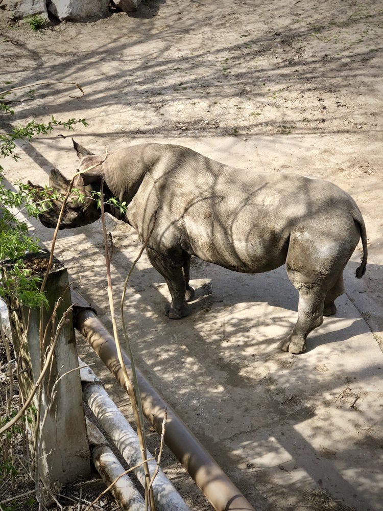 KANSAS CITY ZOO 538 Photos & 191 Reviews Zoos 6800 Zoo Dr, Kansas