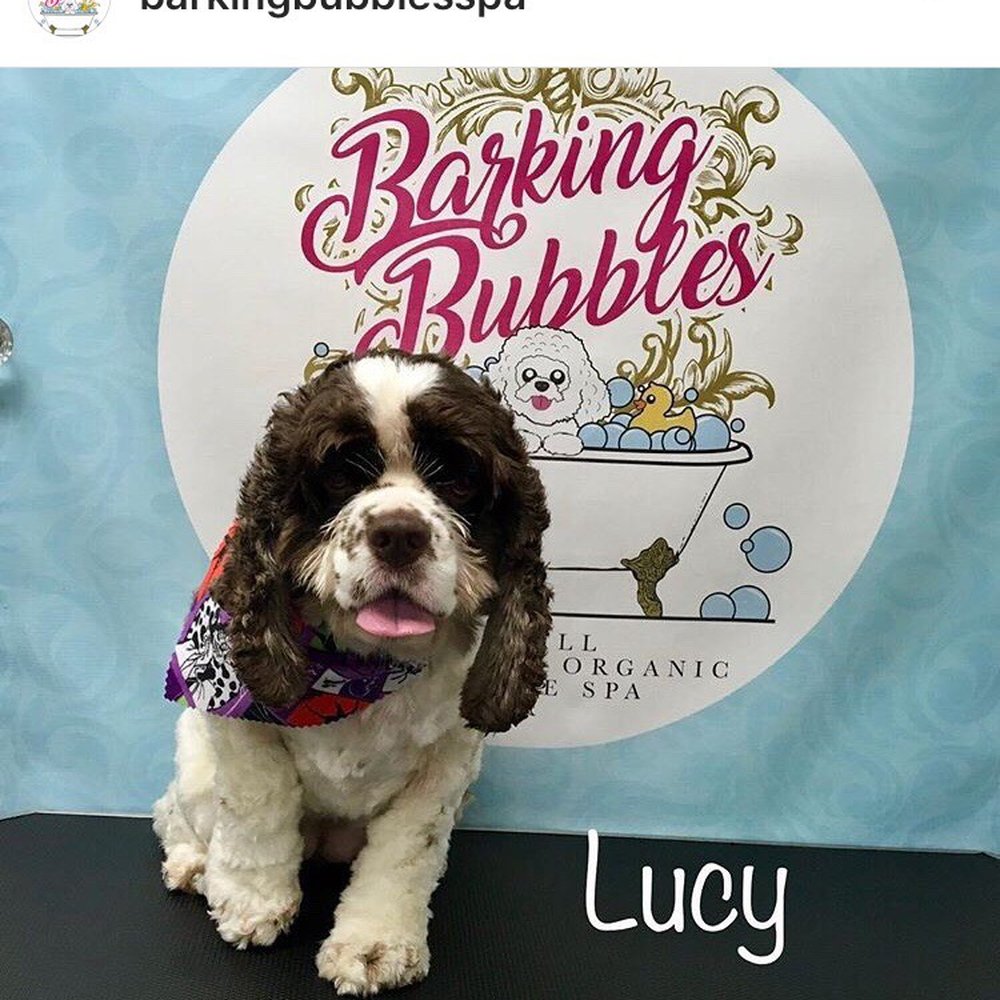 Barking Bubbles Spa - Pet Groomers Near Me - Diamond Bar , California Barking Bubbles Spa - Pet Groomers Near Me - Diamond Bar , California