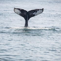 Granite State Whale Watch - Beautiful Humpback Whale tail.