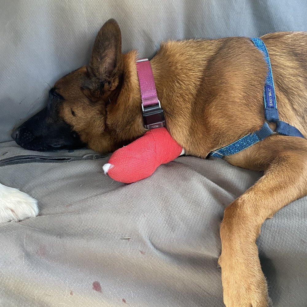 Lola all bandaged up and ready to go home.