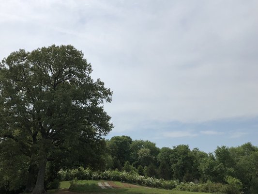 Wollam Gardens by null