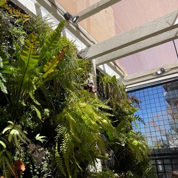 Cafe Bernardo - Patio Area Plants - Breakfast & Brunch Near Me - Sacramento, California Cafe Bernardo - Patio Area Plants - Breakfast & Brunch Near Me - Sacramento, California