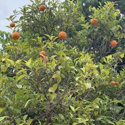 Jardí del Túria - Photo 5: Valencia oranges