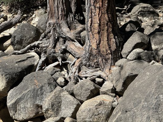 Lower Yosemite Falls Trailhead by null